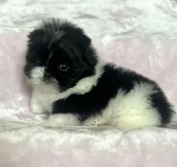 Cookie, a female Shih Tzu for sale in Fort Collins, CO – 5 of 10