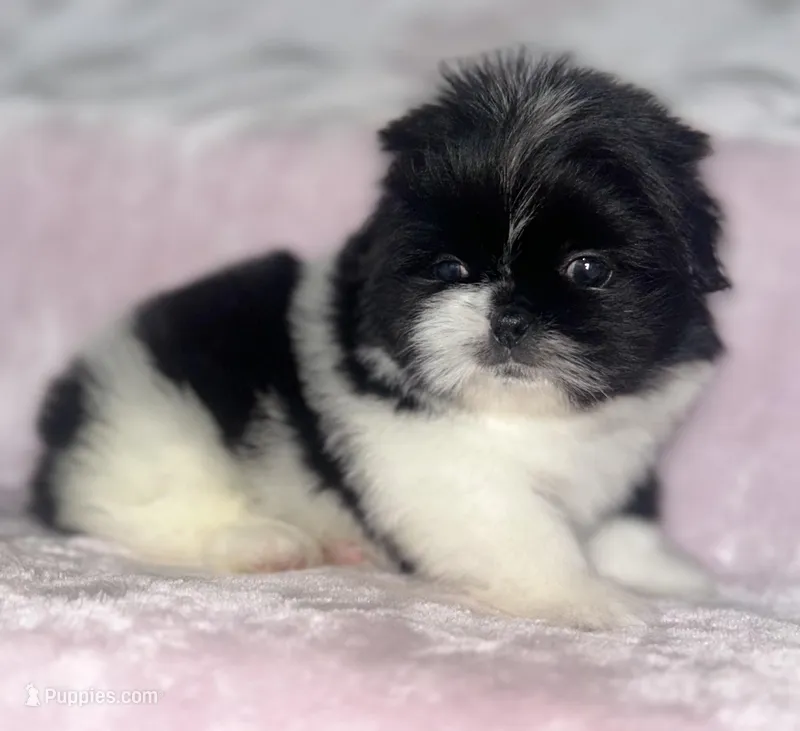 Cookie – Shih Tzu puppy for sale in Fort Collins, CO