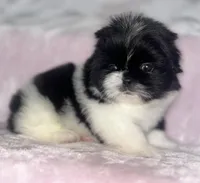 Cookie, a female Shih Tzu for sale in Fort Collins, CO – 1 of 10