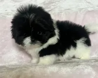 Cookie, a female Shih Tzu for sale in Fort Collins, CO – 7 of 10