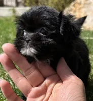 Brandy, a female Shih Tzu for sale in Fort Collins, CO – 4 of 5