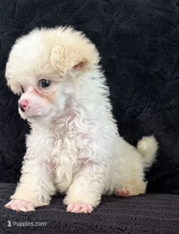 Bear – Poodle - Miniature  puppy for sale in Fort Collins, CO