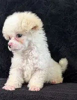 Bear, a female Poodle - Miniature  for sale in Fort Collins, CO – 1 of 4
