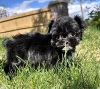 Brandy, a female Shih Tzu for sale in Fort Collins, CO – 5 of 5