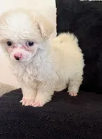 Bear, a female Poodle - Miniature  for sale in Fort Collins, CO – 2 of 4