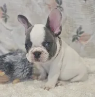 Tinsley, a female French Bulldog for sale in Perry, MO – 9 of 10