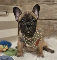 Boomer, a male French Bulldog for sale in Perry, MO – 6 of 10