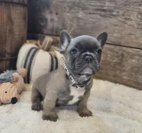 Silas, a male French Bulldog for sale in Perry, MO – 8 of 10