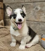 Maverick , a male Pembroke Welsh Corgi for sale in Perry, MO – 9 of 10