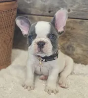 Tinsley, a female French Bulldog for sale in Perry, MO – 7 of 10