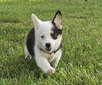 Penny, a female Pembroke Welsh Corgi for sale in Perry, MO – 8 of 8