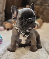 Silas, a male French Bulldog for sale in Perry, MO – 4 of 10
