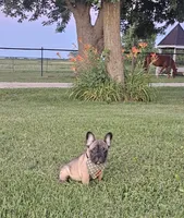 Boomer, a male French Bulldog for sale in Perry, MO – 9 of 10
