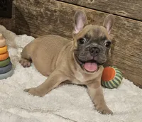 Bo, a male French Bulldog for sale in Perry, MO – 10 of 10