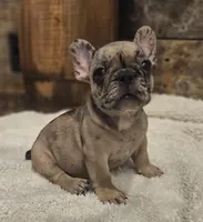 Twix, a male French Bulldog for sale in Perry, MO – Photo 9 of 10