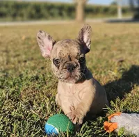 Twix, a male French Bulldog for sale in Perry, MO – Photo 6 of 10