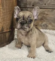 Twix, a male French Bulldog for sale in Perry, MO – Photo 4 of 10