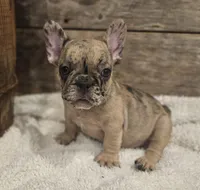 Twix, a male French Bulldog for sale in Perry, MO – Photo 7 of 10