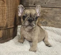 Twix, a male French Bulldog for sale in Perry, MO – Photo 5 of 10