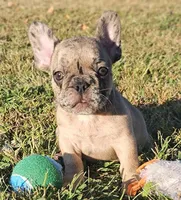 Twix, a male French Bulldog for sale in Perry, MO – Photo 3 of 10