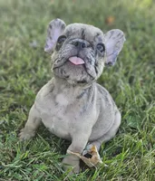 Twix, a male French Bulldog for sale in Perry, MO – Photo 1 of 10