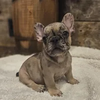 Twix, a male French Bulldog for sale in Perry, MO – Photo 8 of 10