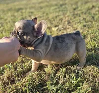 Twix, a male French Bulldog for sale in Perry, MO – Photo 10 of 10