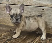 Twix, a male French Bulldog for sale in Perry, MO – Photo 2 of 10
