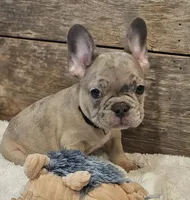 Spunk, a male French Bulldog for sale in Perry, MO – 5 of 10