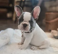 Tinsley, a female French Bulldog for sale in Perry, MO – 8 of 10