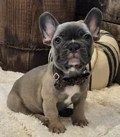 Sawyer, a male French Bulldog for sale in Perry, MO – 2 of 10