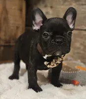 Jack, a male French Bulldog for sale in Perry, MO – 8 of 10
