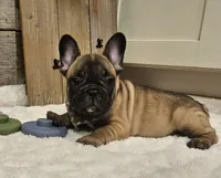 Boomer, a male French Bulldog for sale in Perry, MO – 8 of 10