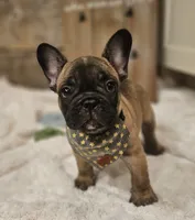 Boomer, a male French Bulldog for sale in Perry, MO – 3 of 10