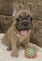 Bo, a male French Bulldog for sale in Perry, MO – 8 of 10