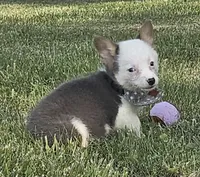 Sprout, a male Pembroke Welsh Corgi for sale in Perry, MO – 7 of 10