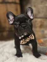 Jack, a male French Bulldog for sale in Perry, MO – 10 of 10