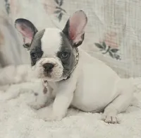 Tinsley, a female French Bulldog for sale in Perry, MO – 6 of 10