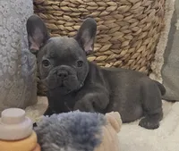 Gizmo, a male French Bulldog for sale in Perry, MO – 3 of 10