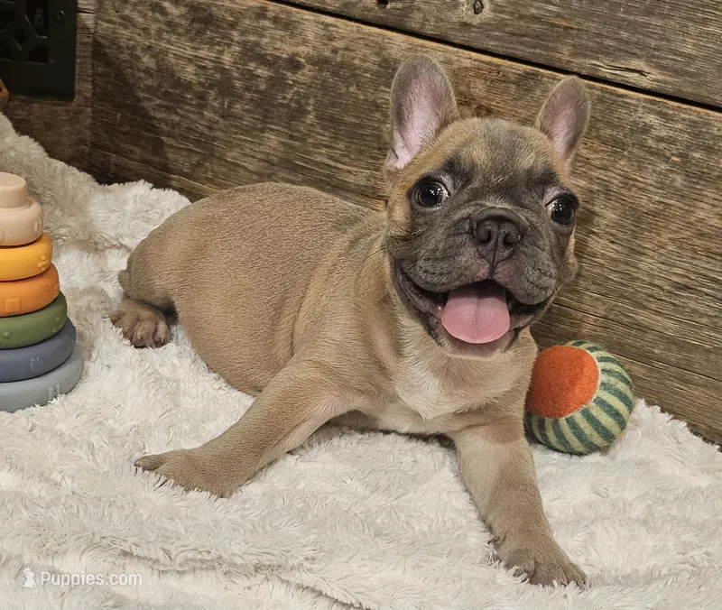 Bo – French Bulldog puppy for sale in Perry, MO