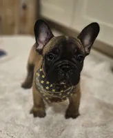 Boomer, a male French Bulldog for sale in Perry, MO – 7 of 10