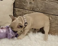 Tatum , a female French Bulldog for sale in Perry, MO – 10 of 10