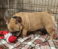 Hayden Price Reduced  🎄, a male French Bulldog for sale in Perry, MO – Photo 5 of 10