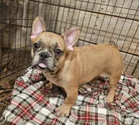 Hayden Price Reduced  🎄, a male French Bulldog for sale in Perry, MO – Photo 9 of 10