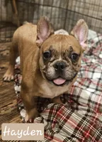 Hayden Price Reduced  🎄, a male French Bulldog for sale in Perry, MO – Photo 1 of 10
