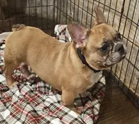 Hayden Price Reduced  🎄, a male French Bulldog for sale in Perry, MO – Photo 2 of 10