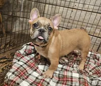 Hayden Price Reduced  🎄, a male French Bulldog for sale in Perry, MO – Photo 10 of 10