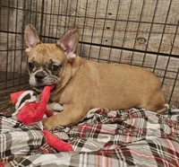 Hayden Price Reduced  🎄, a male French Bulldog for sale in Perry, MO – Photo 7 of 10