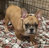 Hayden Price Reduced  🎄, a male French Bulldog for sale in Perry, MO – Photo 3 of 10