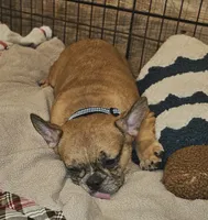 Hayden Price Reduced  🎄, a male French Bulldog for sale in Perry, MO – Photo 4 of 10